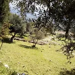 Old Olive House *