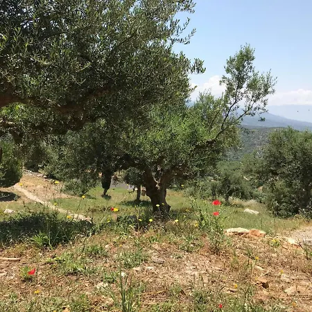 Old Olive House Zacharo