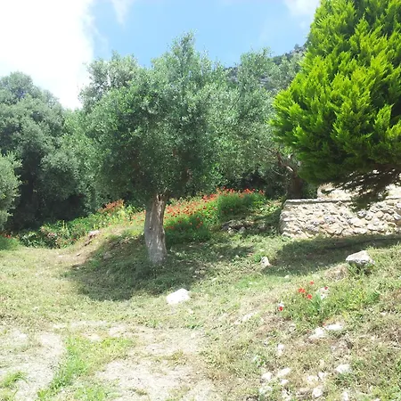 Old Olive House