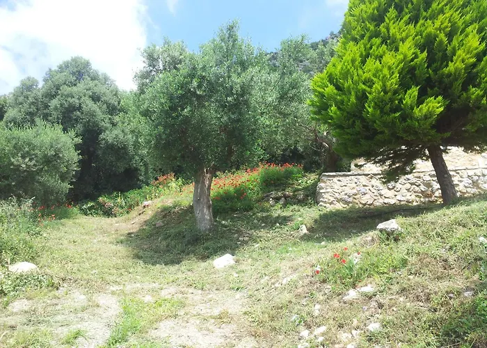 Old Olive House