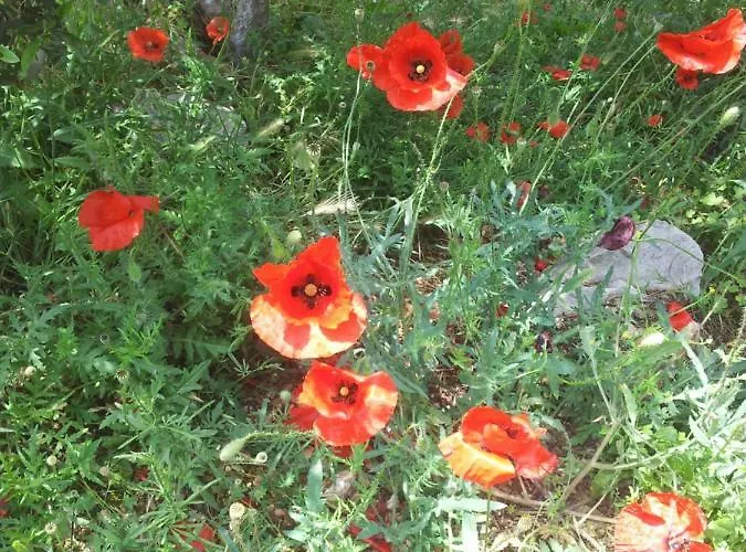 Tatil Evi Old Olive House Zaharo