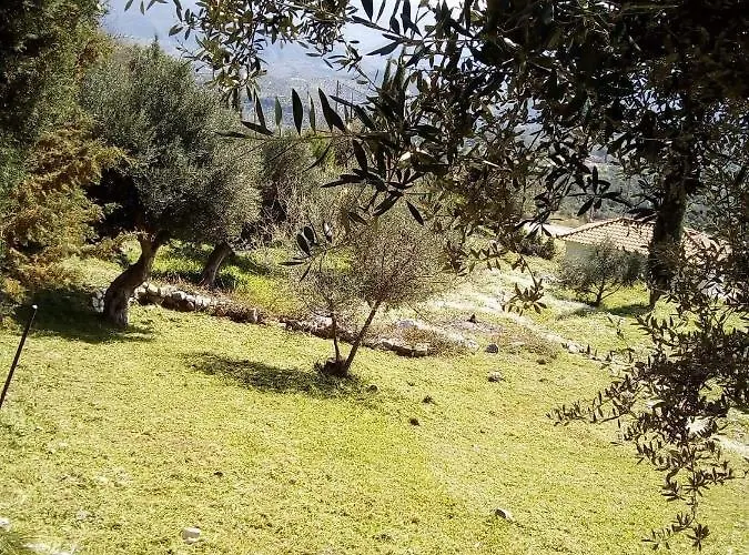 Old Olive House *